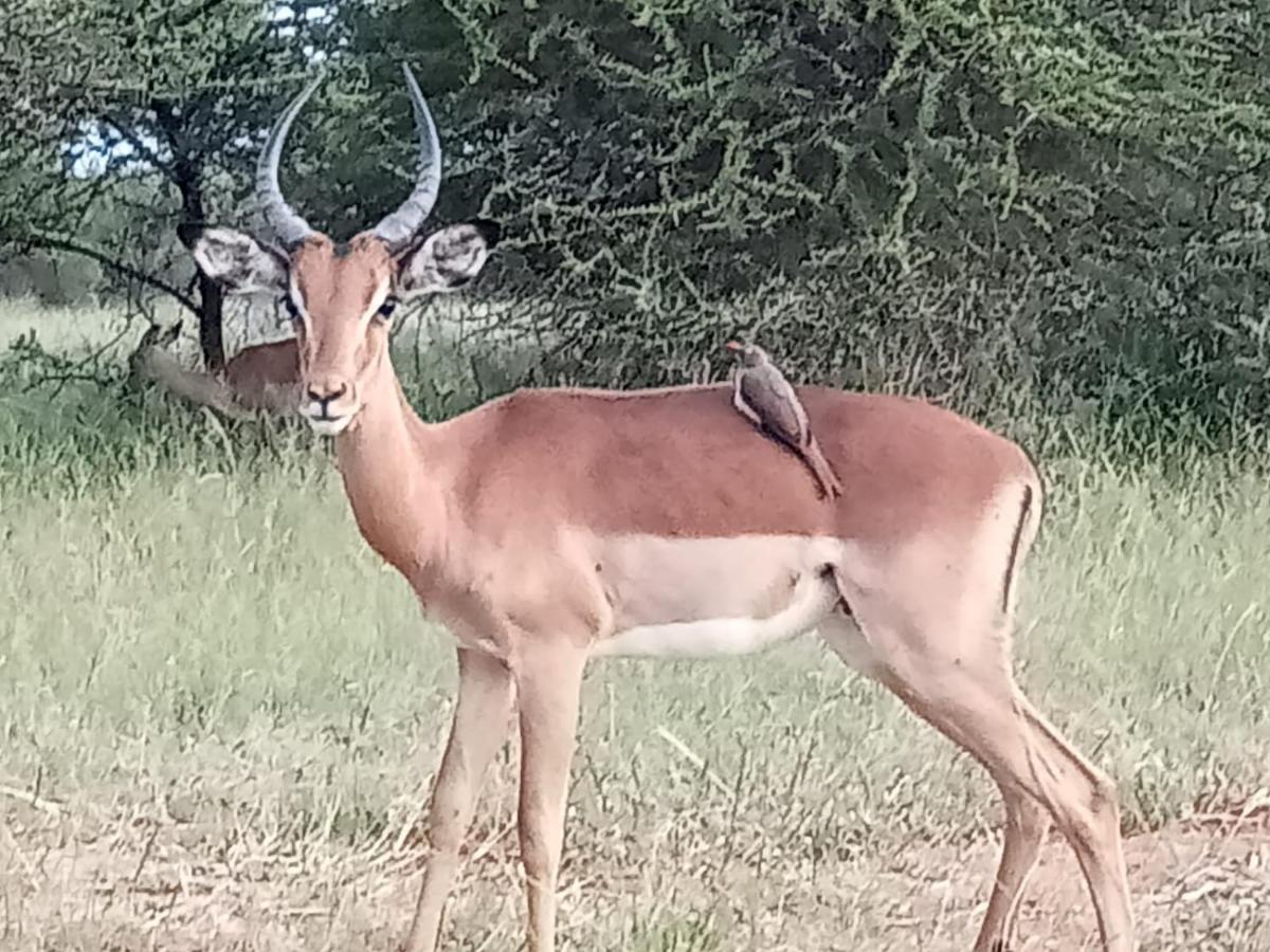 636 Itaga Safari Lodge, Mabalingwe Nature Reserve Mabula Game Reserve Exterior photo